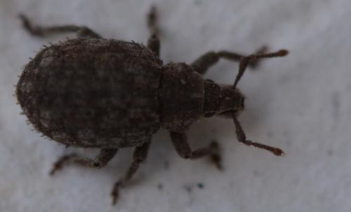 Réf. 339 579 : Romualdius sp.